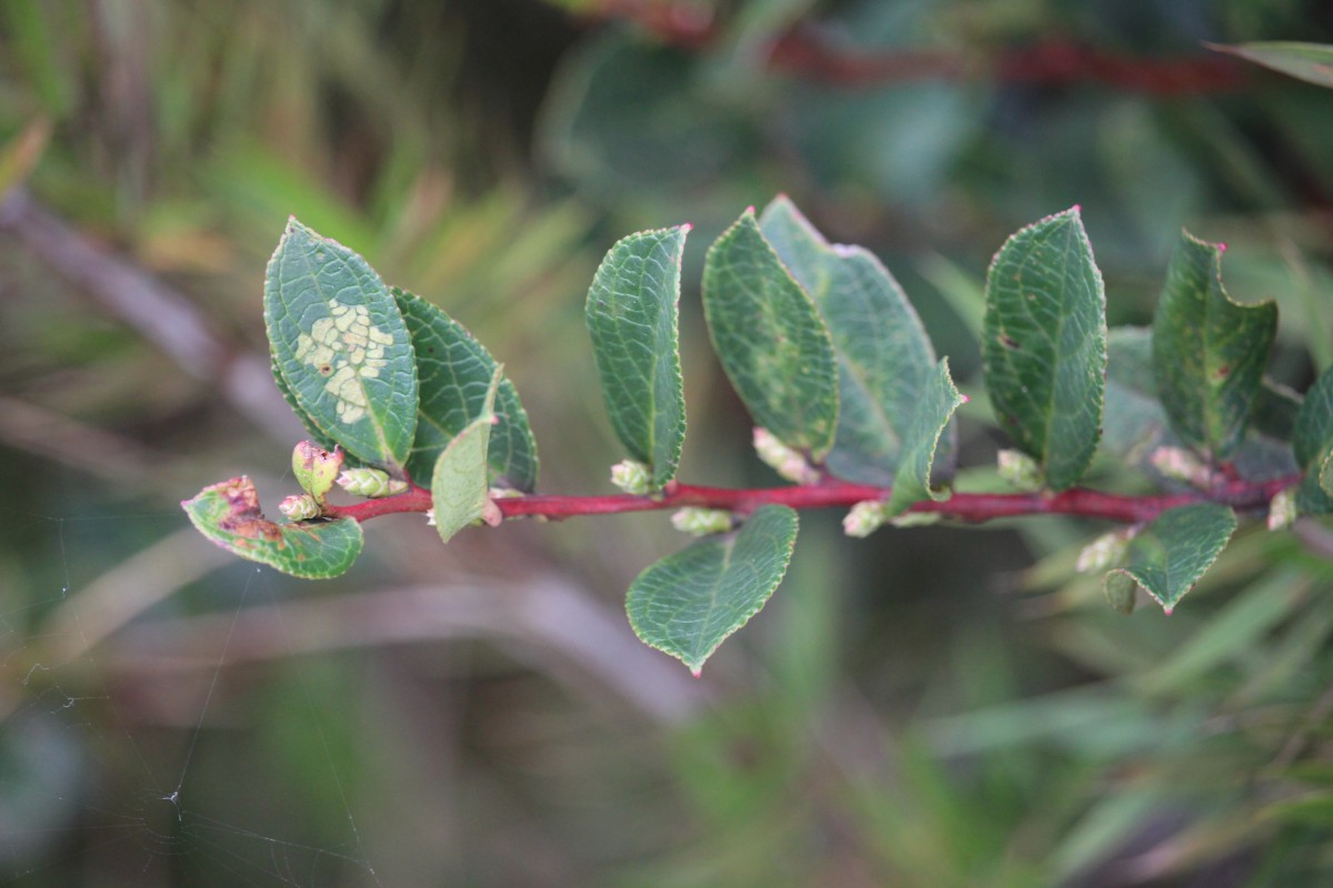 Gaultheria fragrantissima Wall.